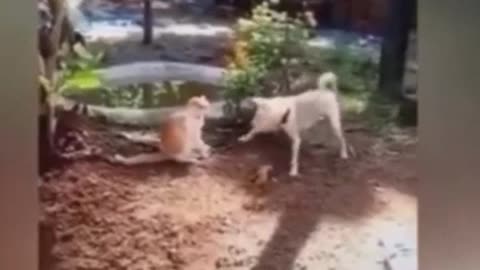 Funny animal- Dog hurting like Van Damme