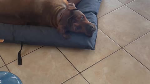 Boerboels Destroy Their Beds