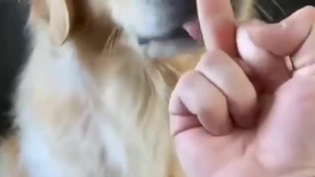 Dog angey middle finger😂🤣🤣