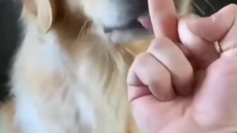 Dog angey middle finger😂🤣🤣