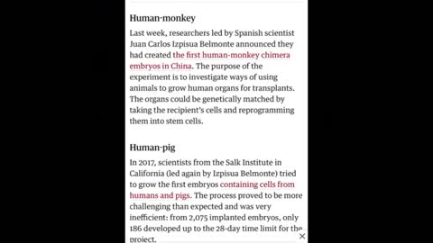 Chimias underground dumbs