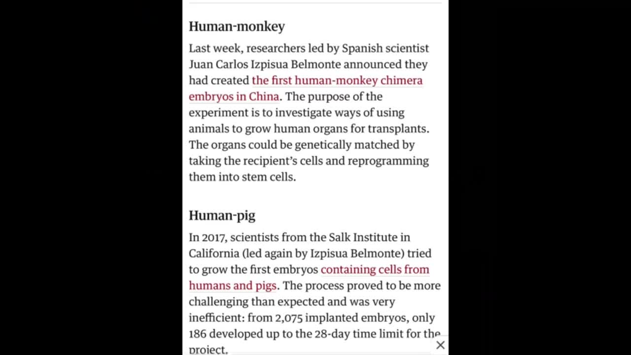 Chimias underground dumbs