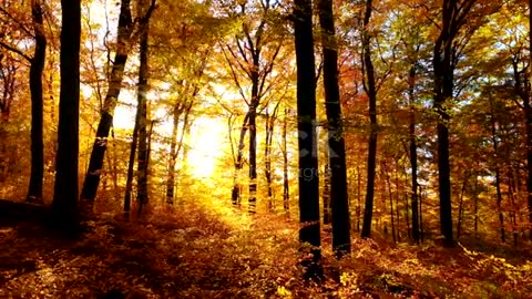 Sun shines through a tree, golden scenery in autumn stock videoGermany, Season