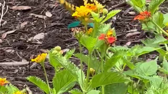 John's Garden Sprouts Wings