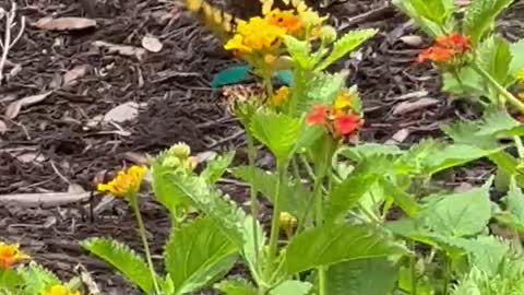 John's Garden Sprouts Wings