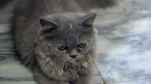 Baby cat crying video cute baby cats funny video ❤️❤️❤️❤️❤️❤️❤️