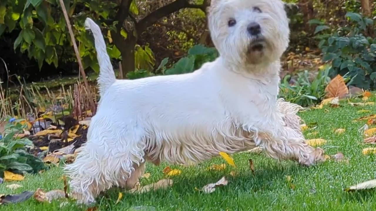 westie and black lab