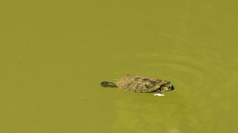 Sea Turtle swimming in a clear bay