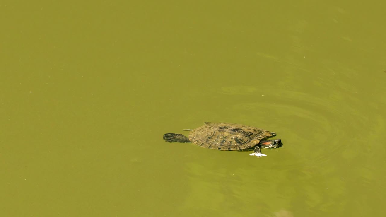 Sea Turtle swimming in a clear bay