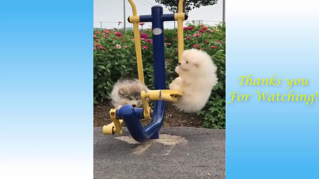 Cute And Funny Animals Compilations