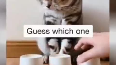 Cat playing guess the cup