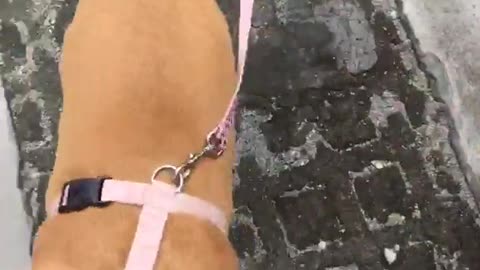 Brown dog running around in pink leash