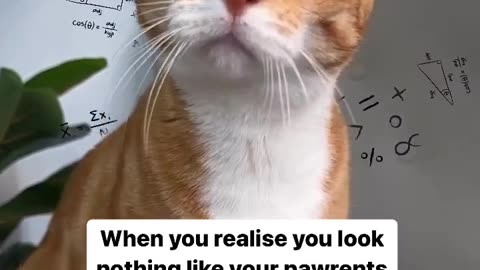 Cute Cat Reaction 🐱... The math ain’t mathing 😂