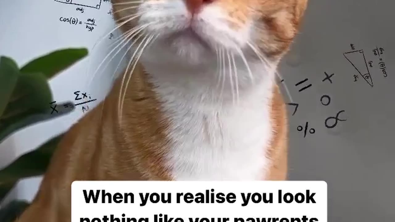 Cute Cat Reaction 🐱... The math ain’t mathing 😂