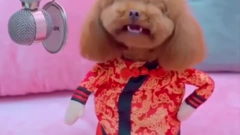 Funny dog singing