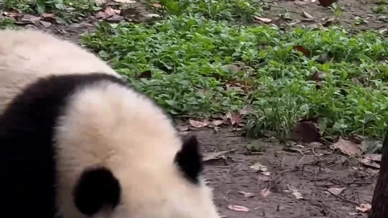 giant panda