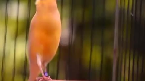 The most beautiful bird sounds.