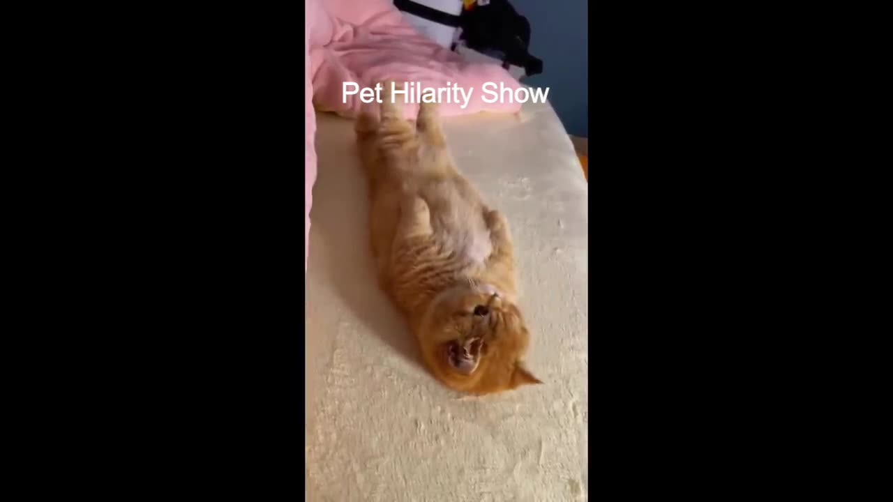 ๐ Funniest Cats Videos| Funny cat๐บ | Funniest video | Funny cat and cat video-2023๐บ๐ถ
