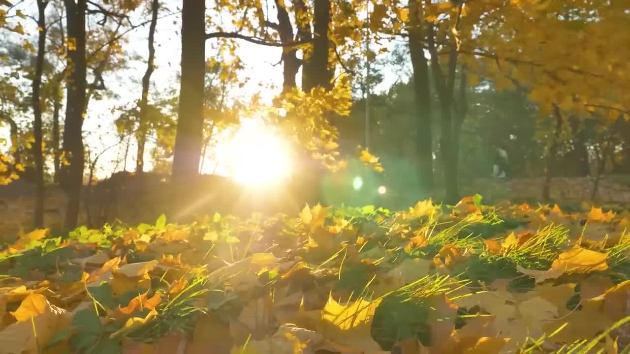 Soothing Relaxing Piano | Soothing Music | Meditation Music | Relaxing Sleep Music