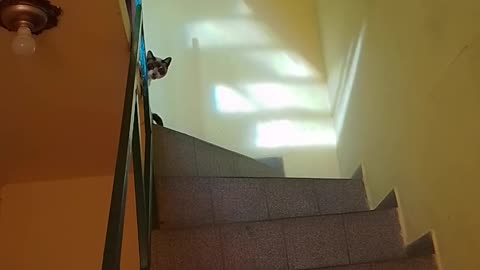 The kitten on the stairs.