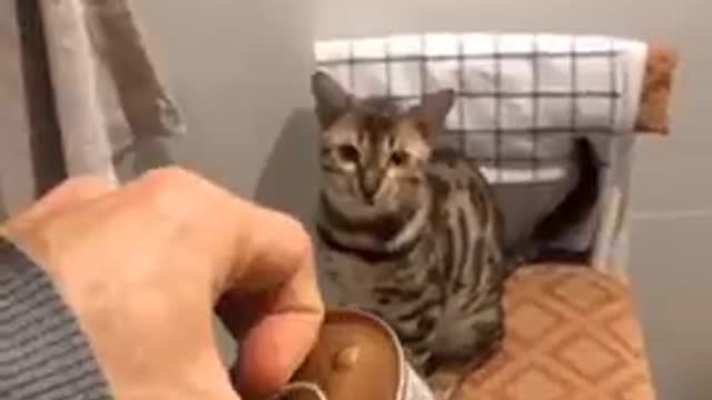 Teach Your Cat Sit And Stay - A Lifechanging Trick #Shorts