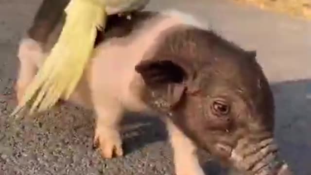 Little pig playing with a cute birdy