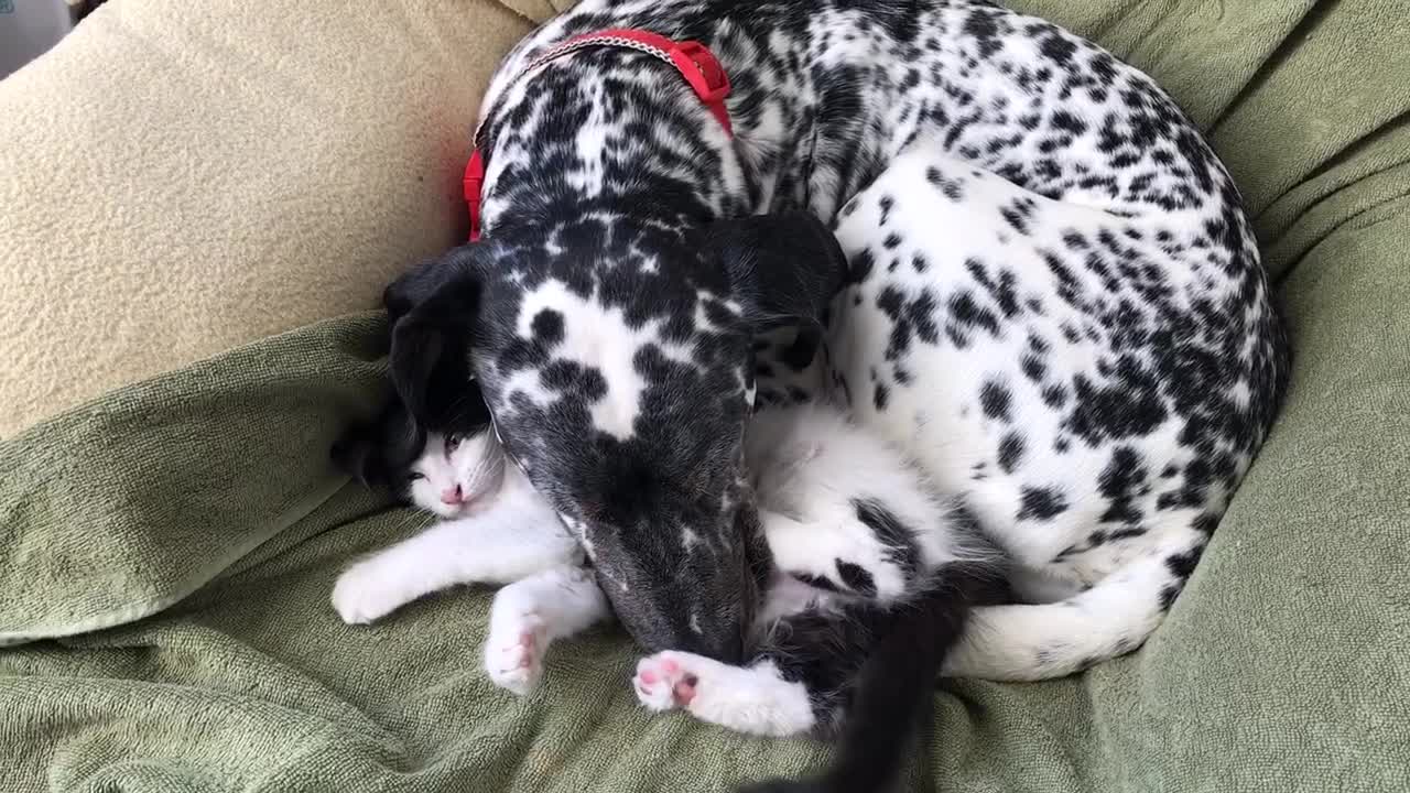 Big white and black dog sitting with cat