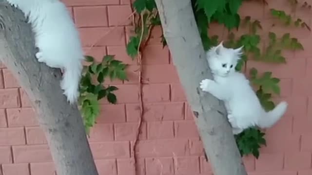 Cute cat video