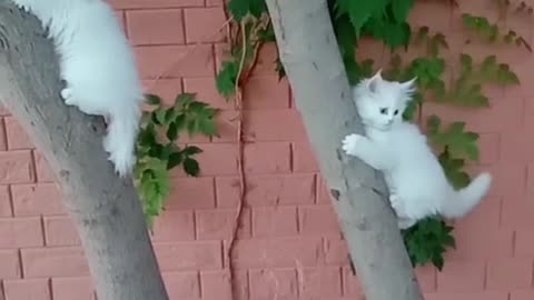 Cute cat video