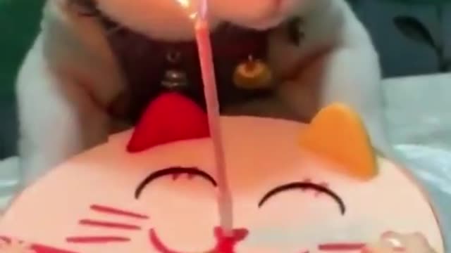 Funniest Cat Birth Day 😹- Best Of The 2022 Funny Cat Birth Day Videos 😂- Funny Cats HD