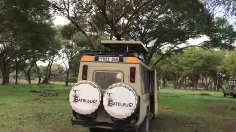 Safari in RUAHA with BATELEUR SAFARIS