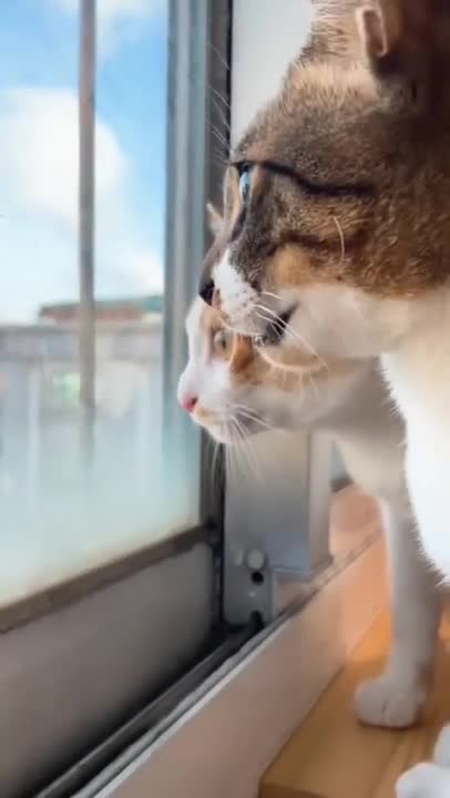 t Shorts video _ cat shorts _ billi ki video _ #cat #cute #animal #shorts