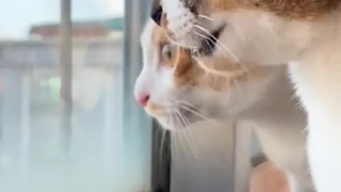t Shorts video _ cat shorts _ billi ki video _ #cat #cute #animal #shorts