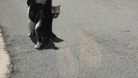 The cat looks so warm.
