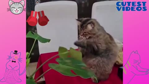 Rocky’s cat training