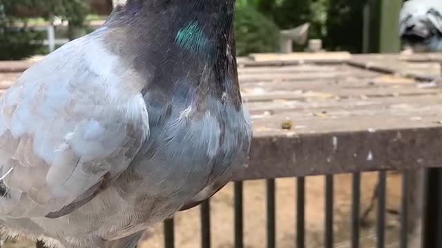 Pigeon guarding the house