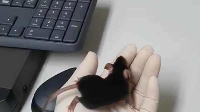 A mouse playing on his hand