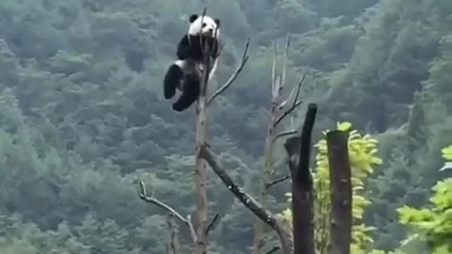 The Panda is really bold