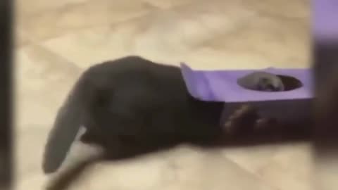 Funny & Cute animals (16)