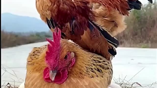 Happy Family of Three Chickens