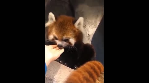 Cute little tanuki cats love to lick their owner's hands