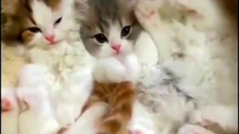 Best Funny Dog and Cat Videos Of The 2023 🤣