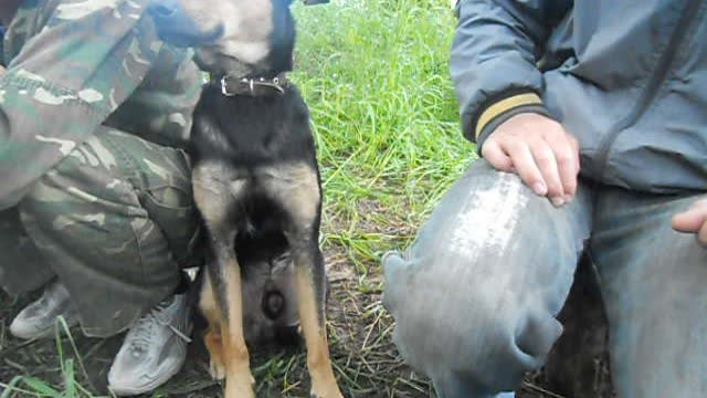 Worst Hunting Dog Ever? (Watch Dog Falling Asleep On The Job)