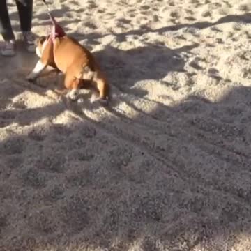 Bulldog refuses to walk