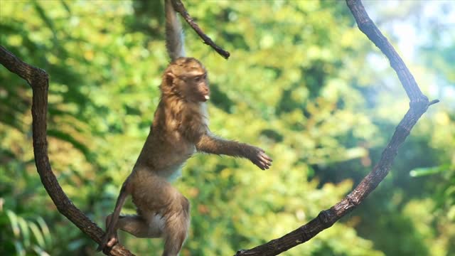 Portrait of cute monkey on branch looking at camera.