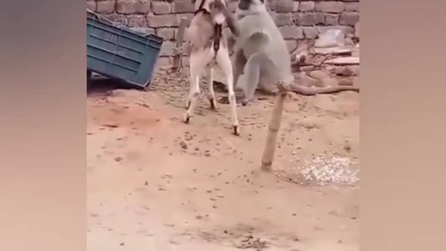 |Funny animal||reaction with fake tiger|