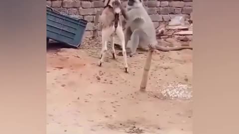 |Funny animal||reaction with fake tiger|