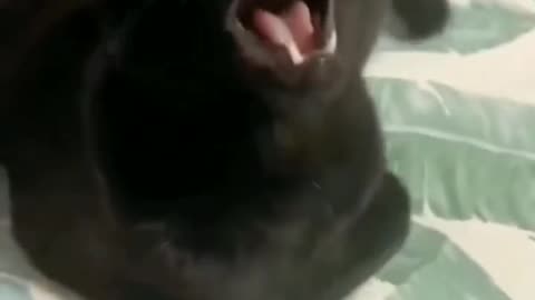 funny animal video