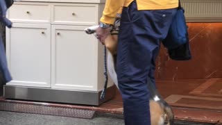 Dog Rides a Hoverboard