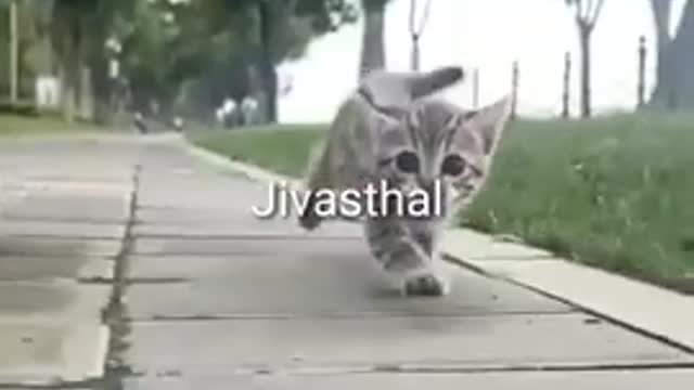 cute pet kitty running with his owner | funny cat | cute baby animal | funny animals